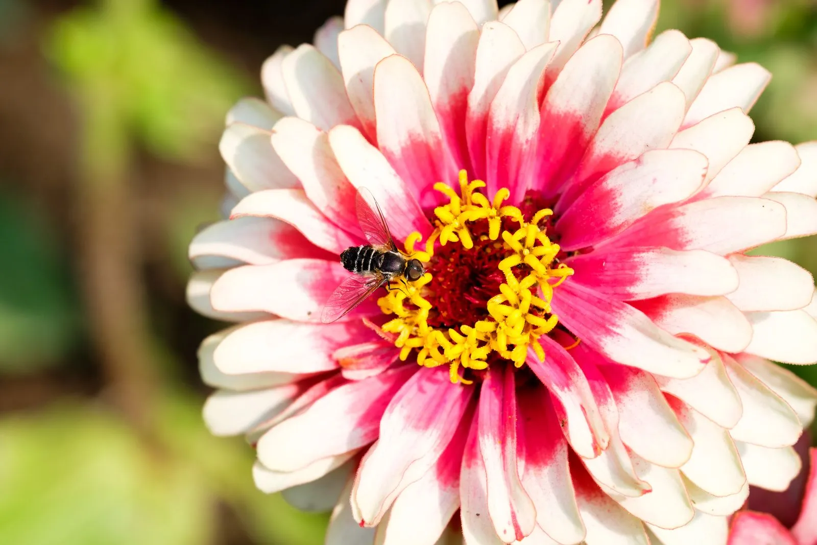 How to Plan a Pollinator Garden for Every Season