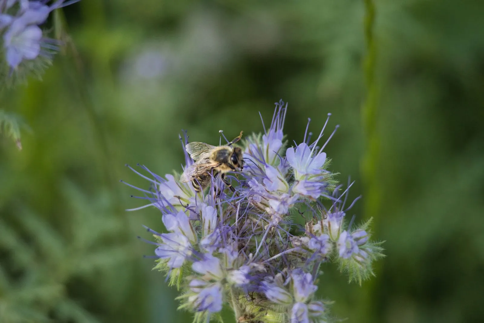 What to Expect During Pollinator Garden Installation